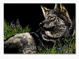 WOLF_N_WILDFLOWERS_scratchboard