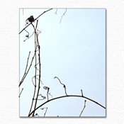 balancing_bird