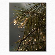 raindrops